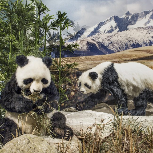 Klimascheide Himalaja Großer Panda