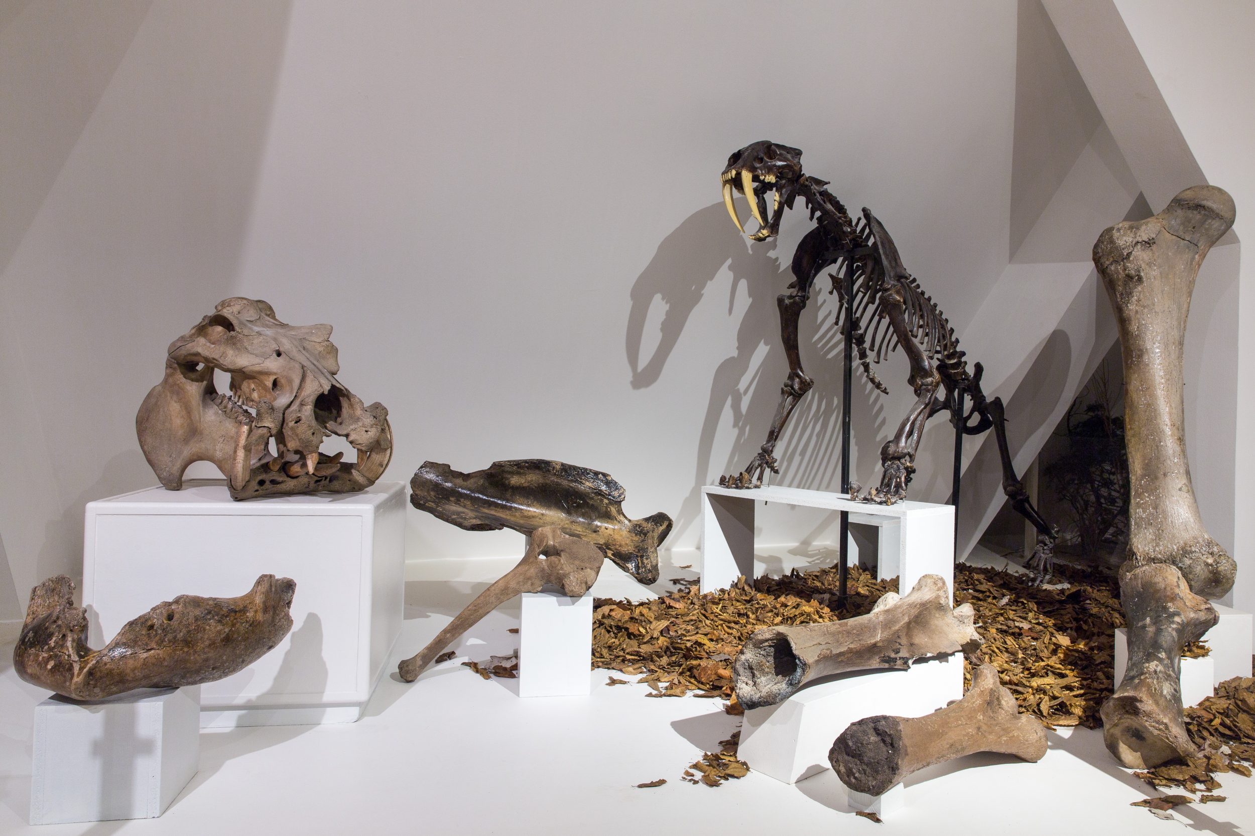 Knochen von Mammut, Säbelzahntiger, Nilpferd, Wollhaarnashorn