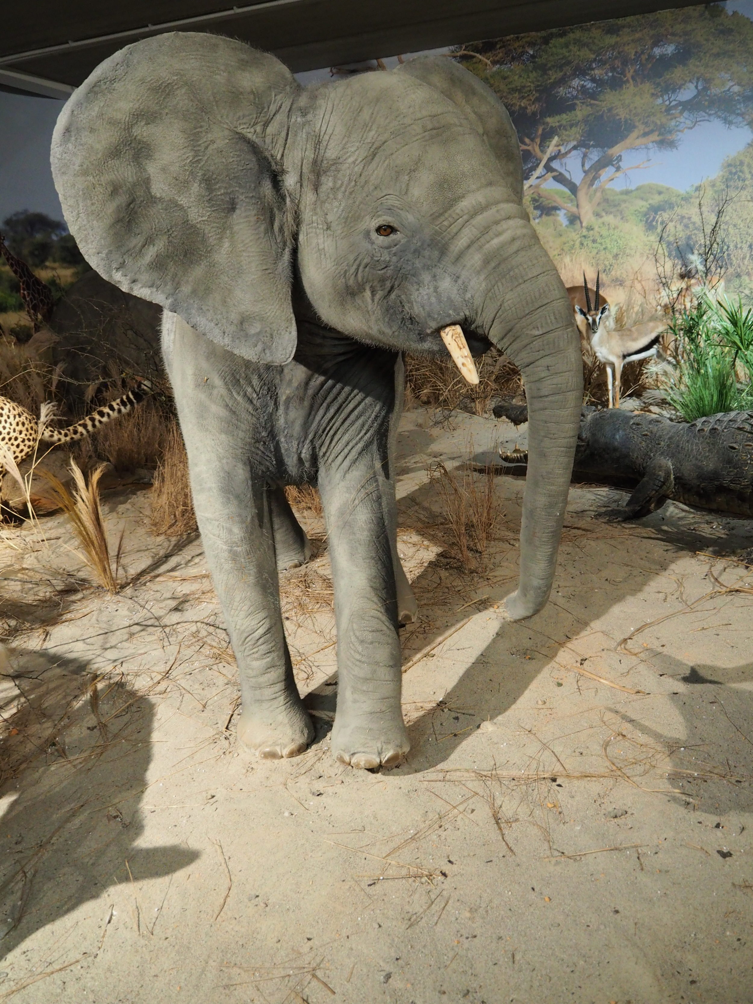 Lebensraum Afrikanische Savanne - Elefantenjungtier Kibali