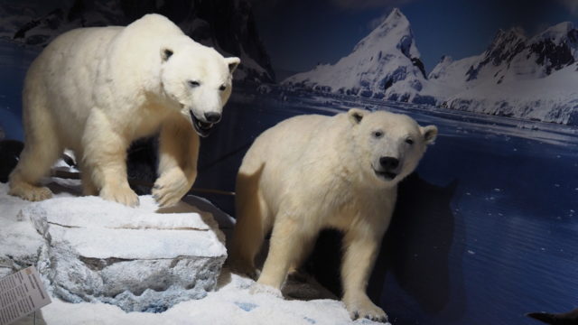 Lebensraum Arktis - Eisbären