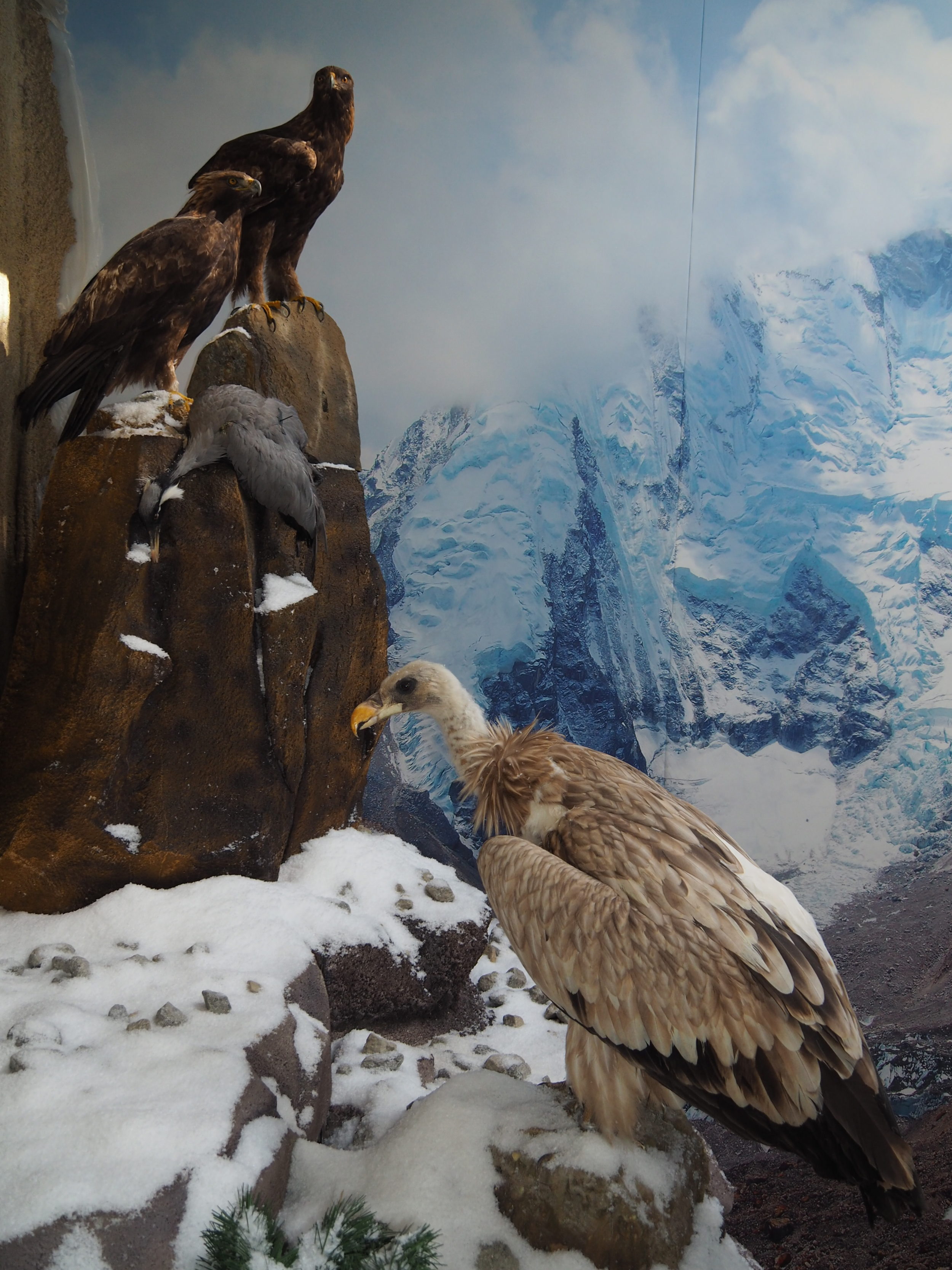 Lebensraum Himalaja - Schneegeier, Steinadler, Jungfernkranich