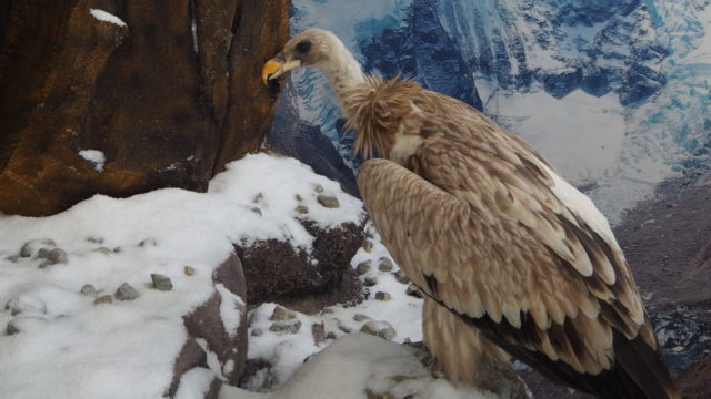 Lebensraum Himalaja - Schneegeier, Steinadler, Jungfernkranich