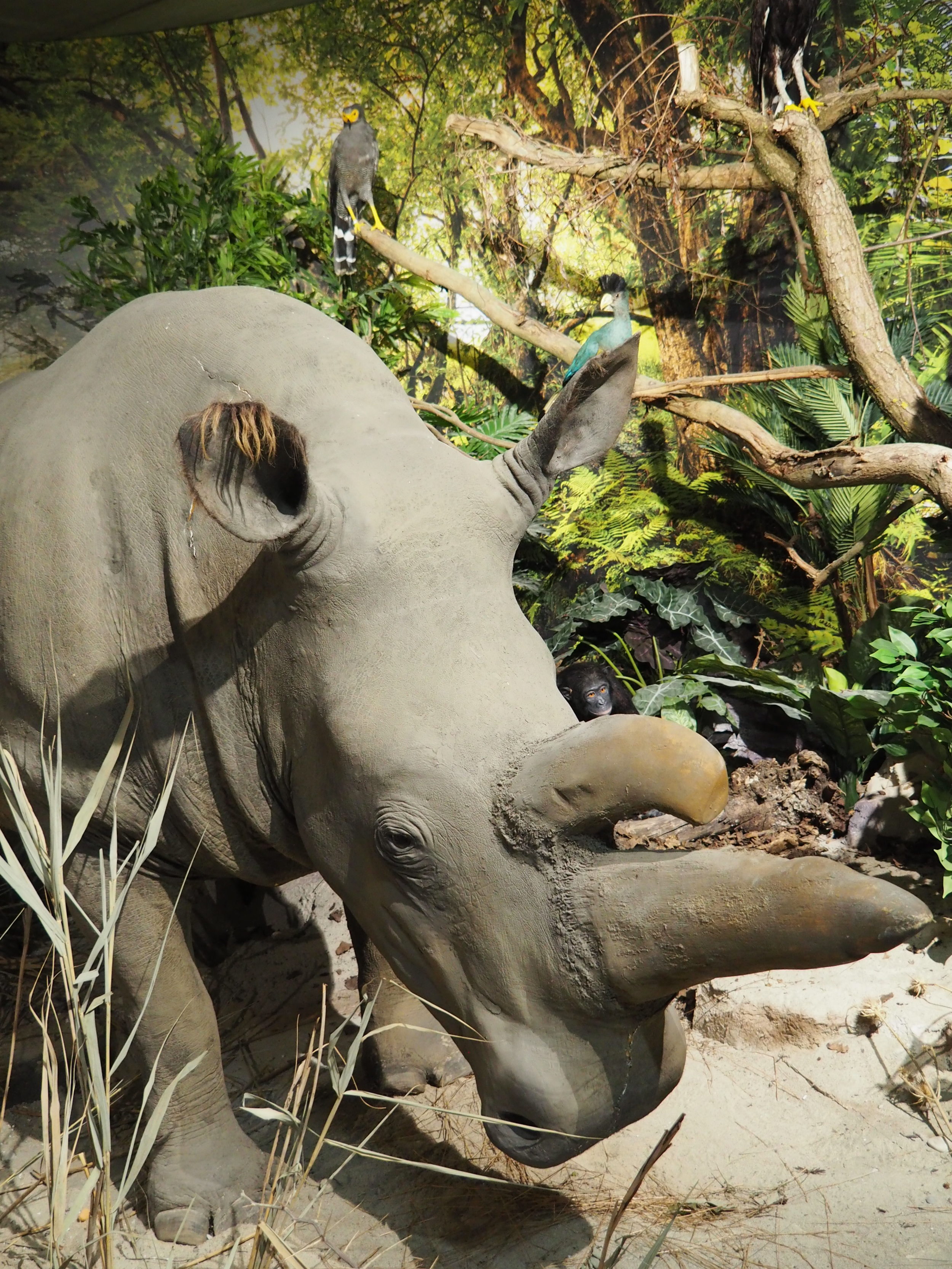 Lebensraum Kongo u. Sudan - Nördliches Breitmaulnashorn