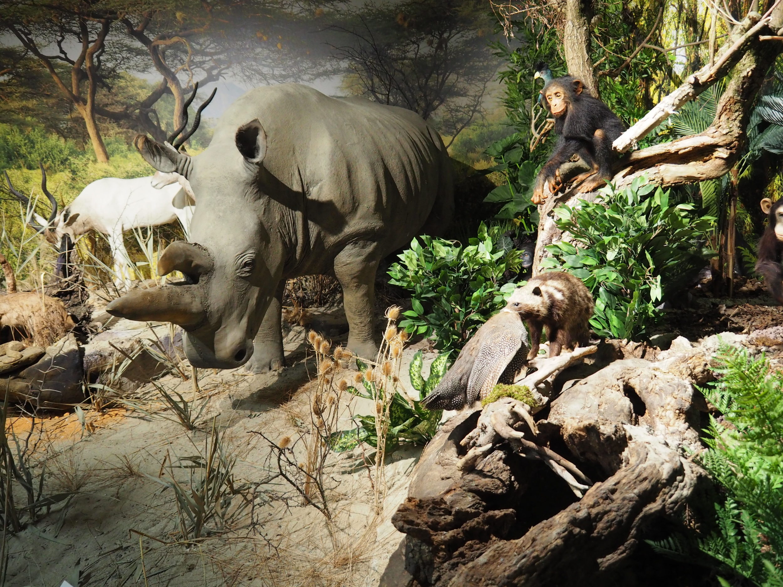 Lebensraum Kongo u. Sudan -Nördliches Breitmaulnashorn - die letzten ihrer Art