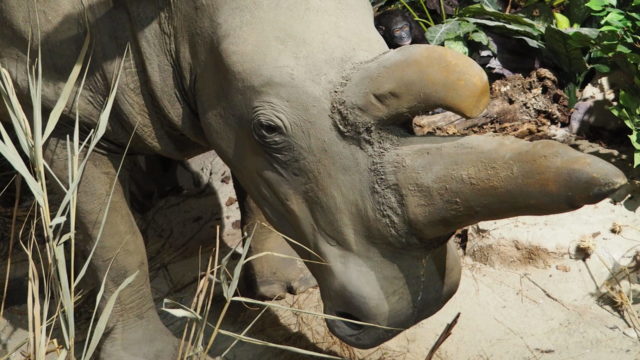 Lebensraum Kongo u. Sudan - Nördliches Breitmaulnashorn