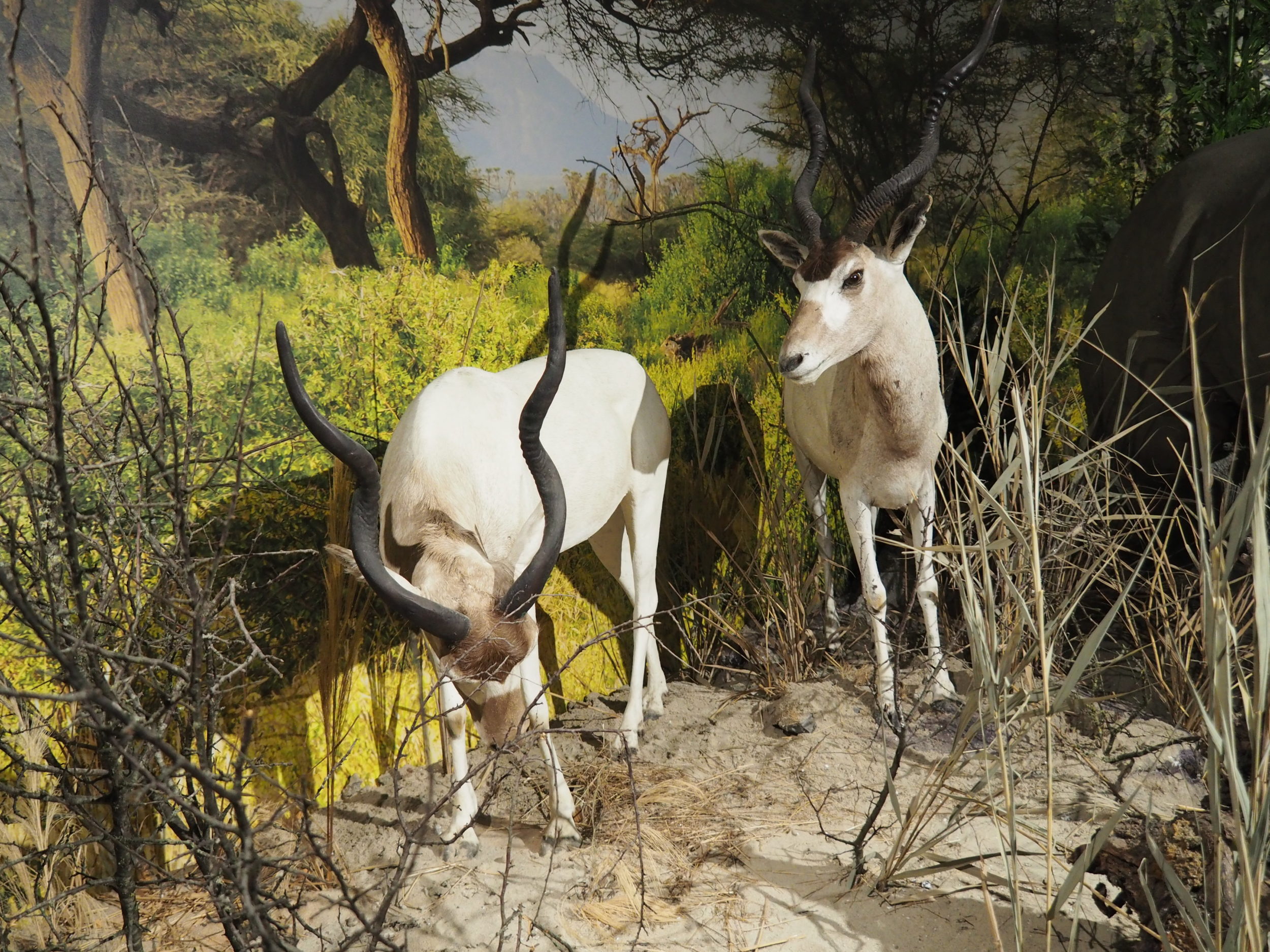 Lebensraum Weißer Nil Halbwüste in Sudan - Addax