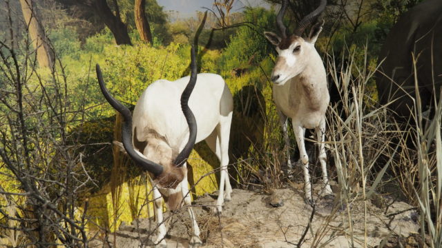 Lebensraum Weißer Nil Halbwüste in Sudan - Addax