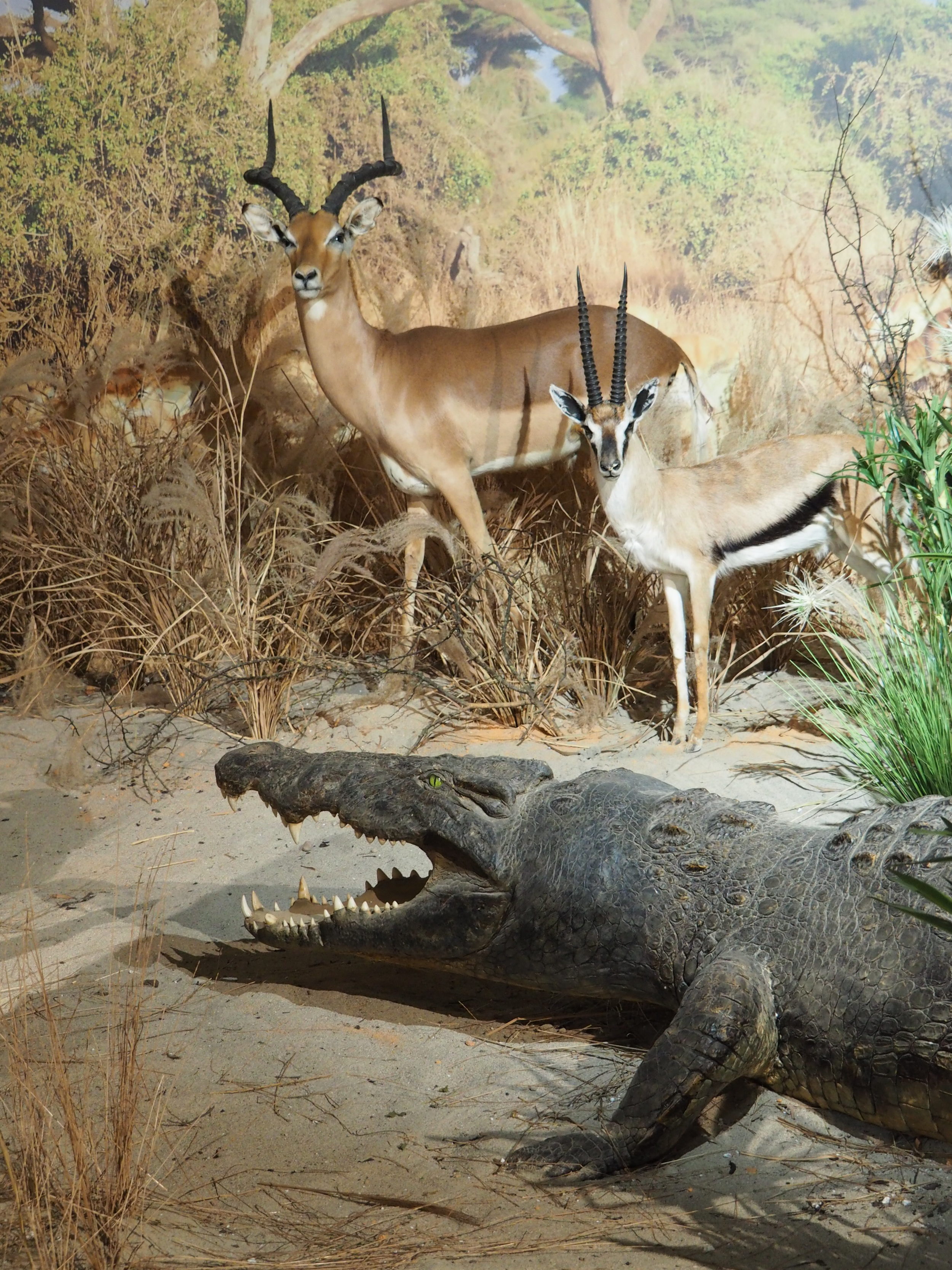 Lebensraum afrikanische Savanne - Serengeti