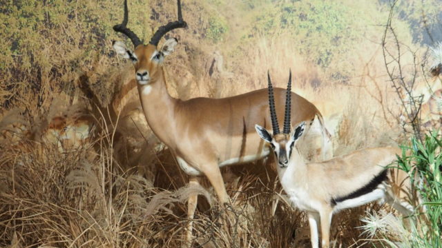 Lebensraum afrikanische Savanne - Serengeti