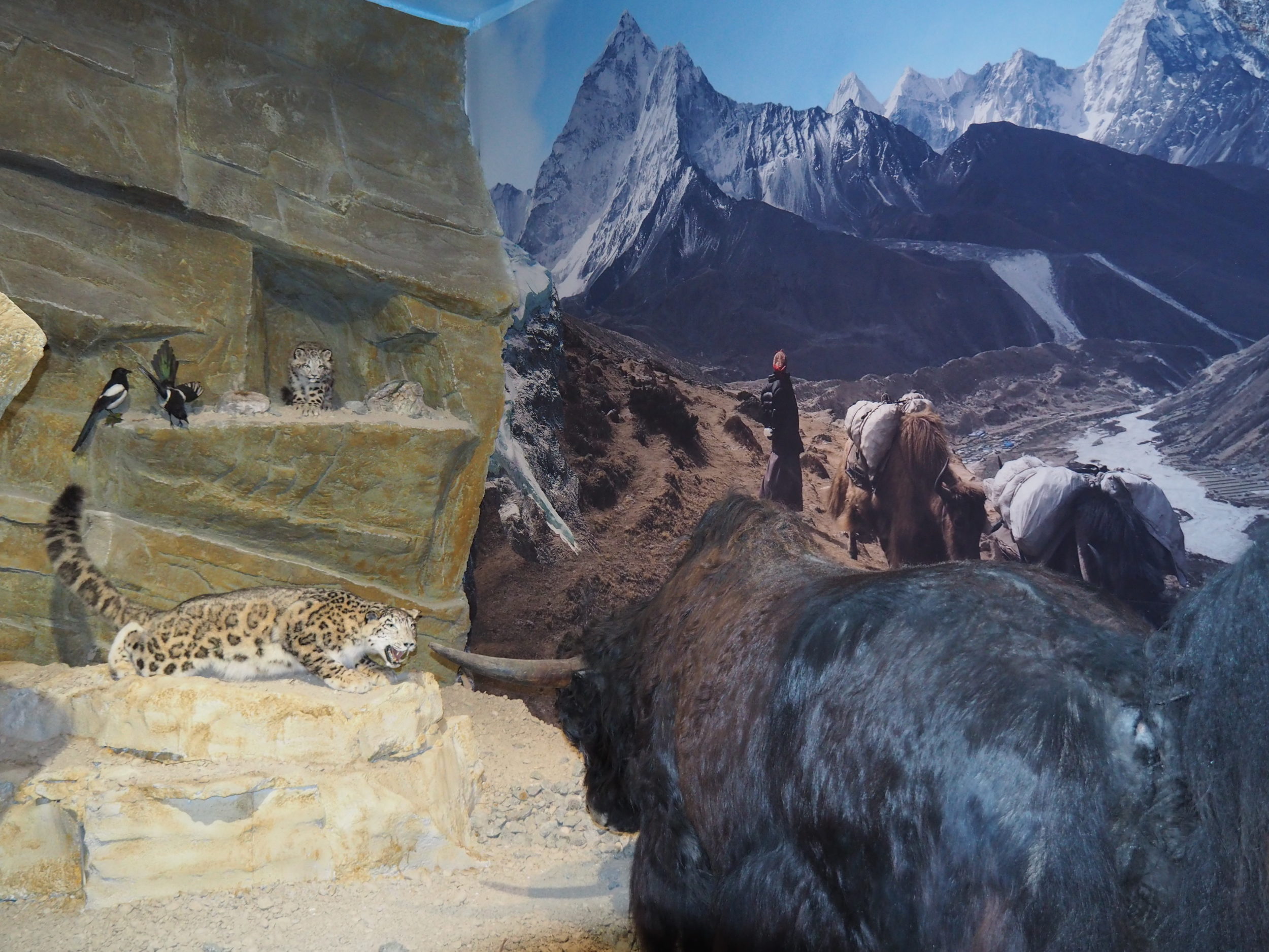 Tibet - Schneeleopard jagt Yak