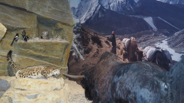 Tibet - Schneeleopard jagt Yak